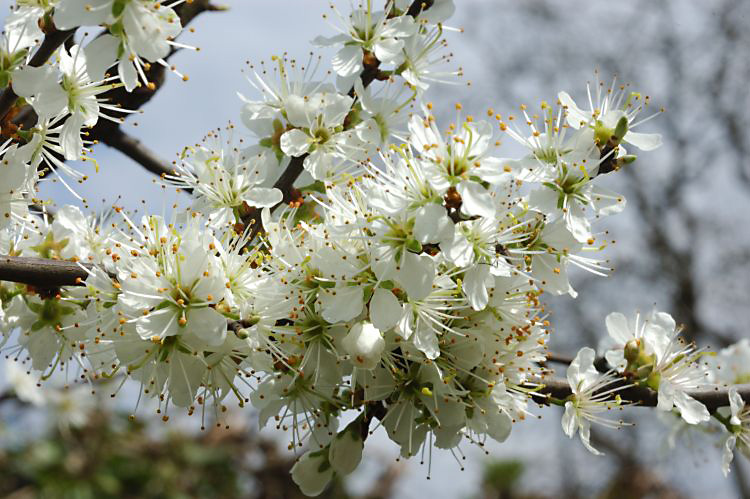 Wildlife photography in March