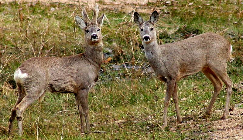 Deer Species