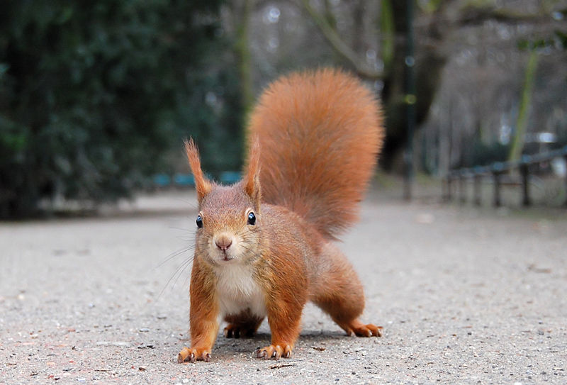Wiki_Red_Squirrel.jpg