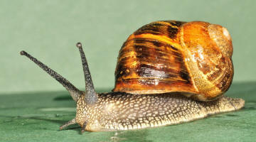 snail garden snails common larger version most